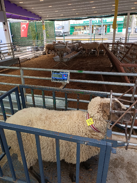 Balıkesir dişi kuzu 46 kg