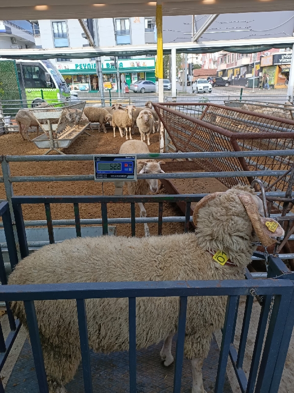 Balıkesir Cinsi Kıvırcık Koç Kuzu 52 kg