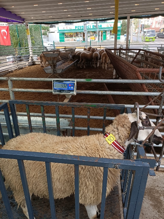 Balıkesir erkek kuzu